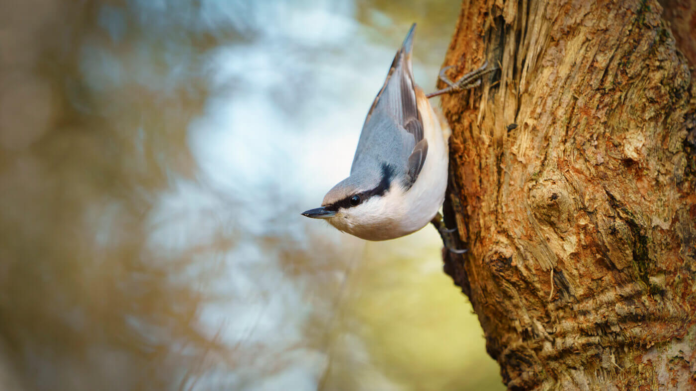 Sitta europaea - Joakim Jormelin