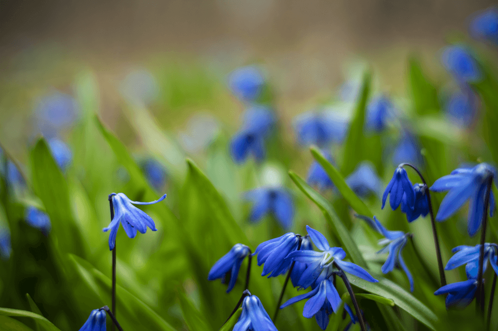 Blue flowers- Joakim Jormelin